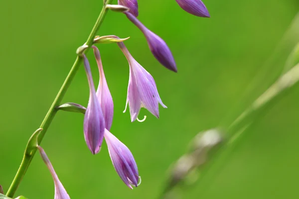 Cloche violette fleurs — Photo