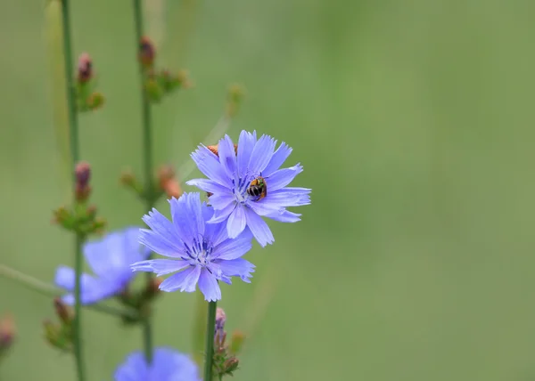 Cichorium intybus — Fotografia de Stock