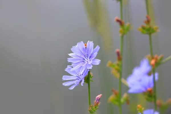 Cichorium intybus — Fotografia de Stock