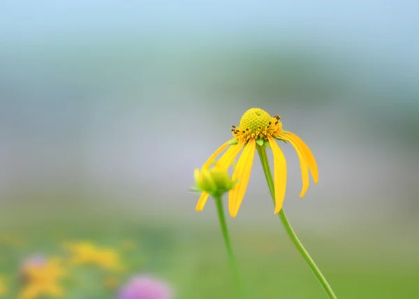 Asteraceae — Stockfoto