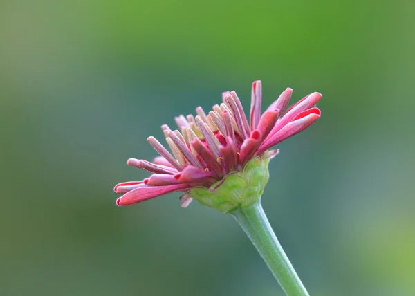 Flor margarida — Fotografia de Stock