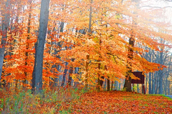 Parlak sonbahar ağaçlar — Stok fotoğraf