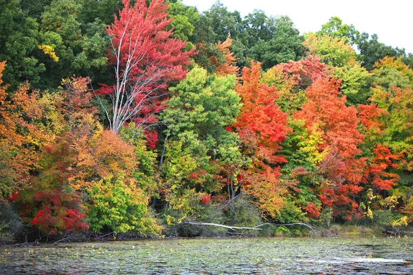 湖边的秋树 — 图库照片