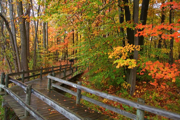 Autumn board walk — Stock Photo, Image