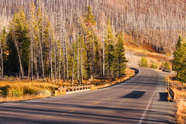 Guidare attraverso alberi bruciati — Foto Stock