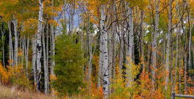Panoramic view of row of Aspen trees with yellow and orange brilliant foliage in autumn time at McClure Pass.