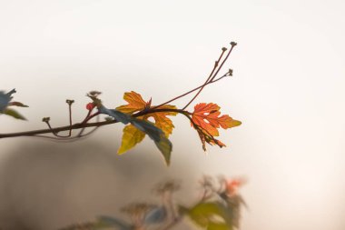 Close up view of fresh orange leaf on a creeper plant in autumn