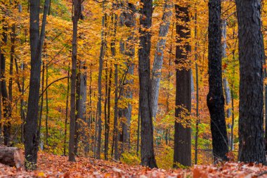Sonbahar boyunca Novi, Michigan 'da renkli akçaağaç ağaçlarıyla Maybury eyalet parkı manzarası