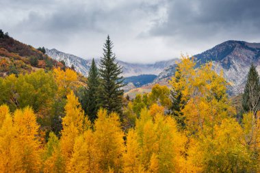 Colorado Rocky Dağları 'nda sisli manzaralı sarı kavak ağacı yaprağı.