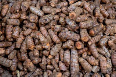 Antioksidanlı taze sağlıklı zerdeçal kökleri ve Hindistan Çiftlik Pazarı 'nda satışa sunulan antienflamatuar..