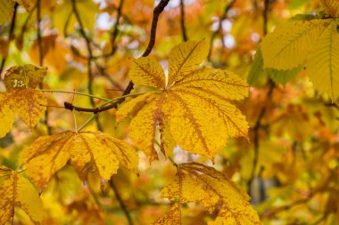 Renkli At Kestane ağacı yapraklarının sonbahar manzarasını kapat.