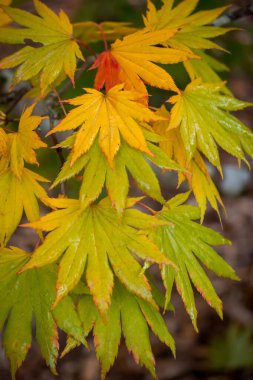 Japon akçaağaç yaprakları, çeşitli Acer shirasawanum, yaygın olarak Dolunay Akçaağacı olarak bilinir..