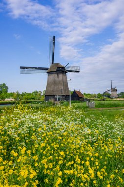 Strijkmolen manzarası Hollanda 'da bir yel değirmeni ve hardal filizlenir. .