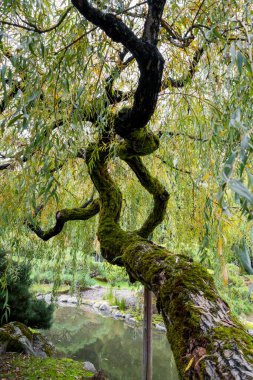 Seattle 'da ağlayan söğüt ağacı Japon bahçesinin alçak açısı.
