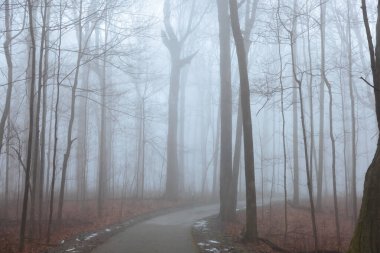 Michigan eyalet parkında bir bisiklet yolu. Kış boyunca sabah sisinde yakalandı..