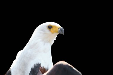 Siyah arka planda izole edilmiş Afrika balık kartalı, Sahra altı Afrika 'da yaygın olarak dağıtılır..