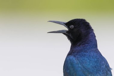 Erkek tekne kuyruklu Grackle 'ın (Quiscalus major) yakın görüntüsü).