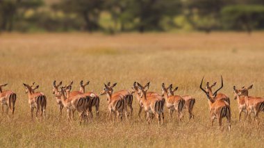 Impalas, Afrika 'nın kuru çayırlarında dikiliyor ve bir erkek arkasına bakıyor.