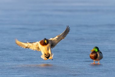 Mallard ördeği donmuş bir göle inerken yakınlarda başka bir ördek duruyor.