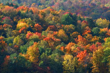renkli sonbahar ağaçlar