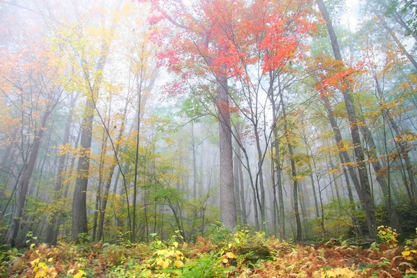 Niebla mañana de otoño — Foto de Stock