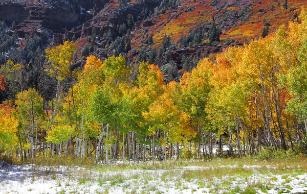 Árvores de Aspen coloridas — Fotografia de Stock