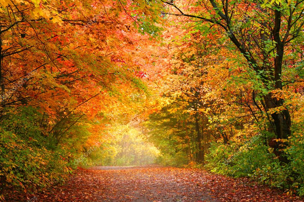 Autumn alley in Allegheny national forest — Stock Photo © snehitdesign ...
