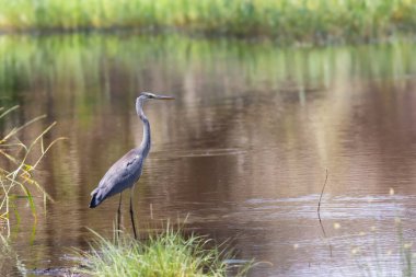 Gri balıkçıl bir gölde duruyor, doğal ortamdaki yansımalarla sakin bir vahşi yaşam sahnesi.