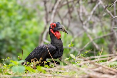 Güney Ground Hornbill yeşil yapraklarla yerde duruyor.