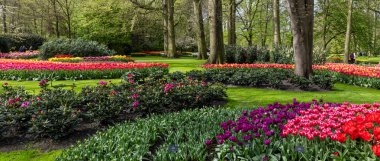 Keukenhof Bahçesi Hollanda 'da baharda canlı açan laleleri ve yemyeşil yeşillikleri sunar..