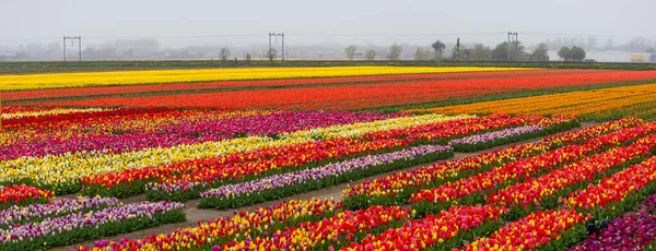 Canlı lalelerden oluşan sıralar güzel bir bahar manzarası yaratıyor.