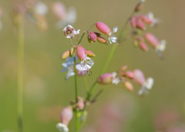 Michigan kır çiçekleri