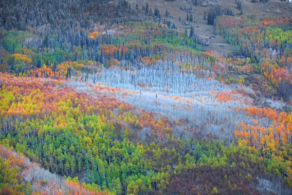 Aspen trees on the hill top — Stock Photo, Image
