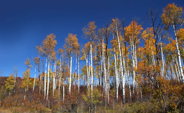 Tall aspen trees — Stock Photo, Image