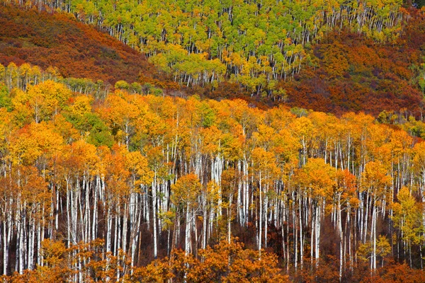 Kleurrijke aspen bomen — Stockfoto