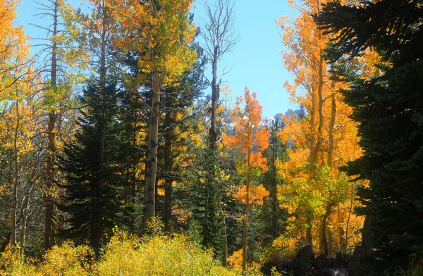 Árvores em Sierra mountains California — Fotografia de Stock