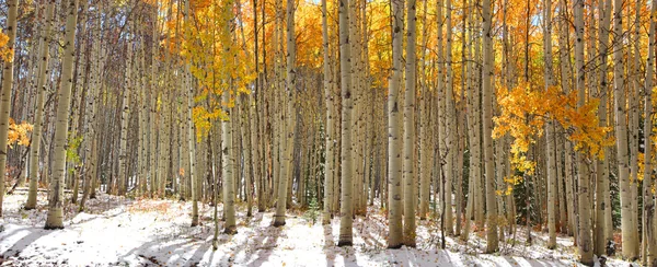 Aspen trees in snow — Stock Photo, Image