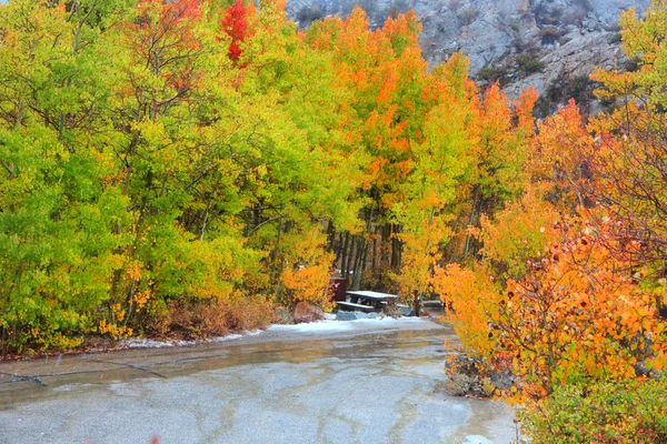 Aspen trees in autumn time — Stock Photo, Image