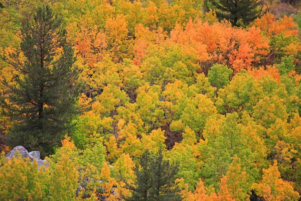 Hermosos colores de otoño —  Fotos de Stock