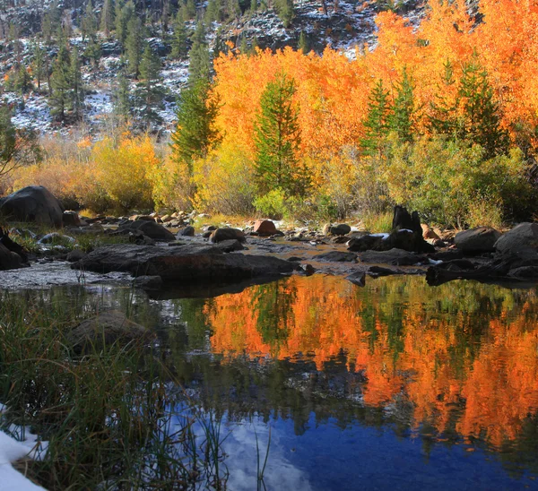 Bright Aspen trees — Stock Photo, Image