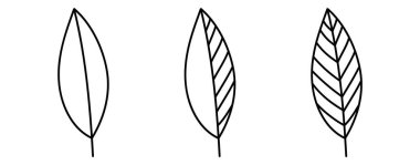 Yaprak çizgisi simgeleri ayarlandı. Vektör illüstrasyonu beyaz arkaplanda izole edildi