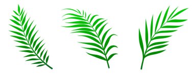 Beyaz arkaplanda yeşil palmiye yaprakları izole edildi