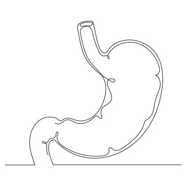 Sürekli çizilen bir insan midesi çizimi. Vektör çizimi. Düzenlenebilir satır