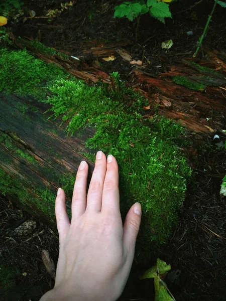 Mousse Verte Dans Main Des Filles Russie Forêt Saint Pétersbourg — Photo