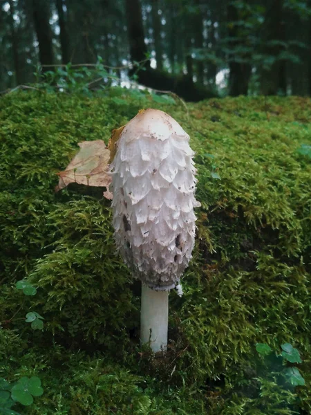俄罗斯草坪上生长着毛茸茸的Mane Mushroom Coprinus Comatus — 图库照片