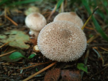 Çam ormanının zemininde mantar Lycoperdon Perlatum