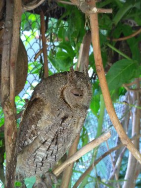 Baykuş ağaçta oturur ve uykuya dalar.