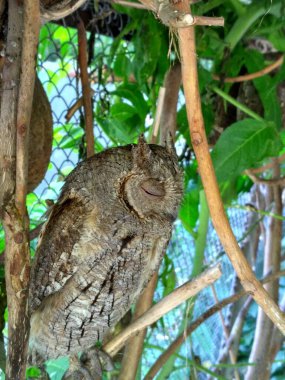 Baykuş ağaçta oturur ve uykuya dalar.