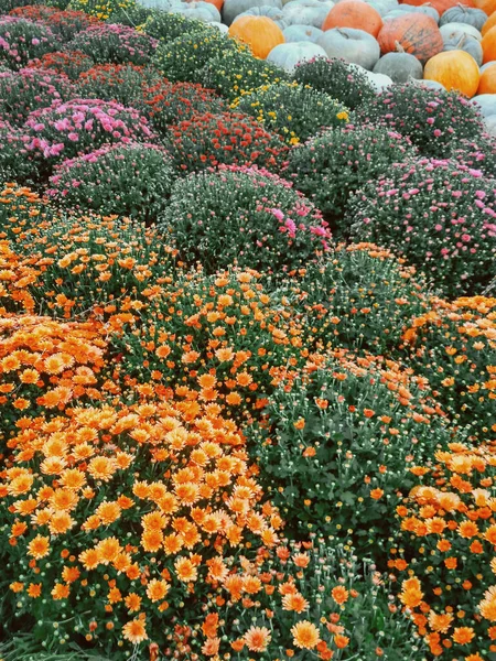 Laranja Flor Amarela Roxa Florescendo Jardim — Fotografia de Stock