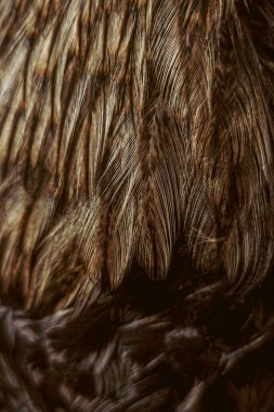 Makro yakın plan tavuk tüyleri doğal kahverengi dokuları ve yumuşak detayları gösteriyor. Vahşi yaşam ve doğa geçmişi kavramı.